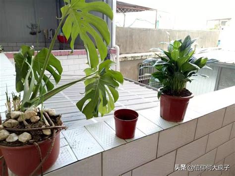 樟樹盆栽可以放室內嗎